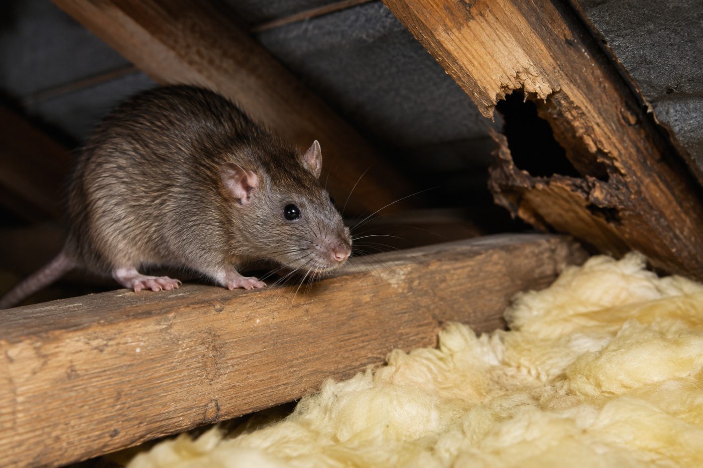 Rat moving along a timber beam inside a Sydney home's roof space