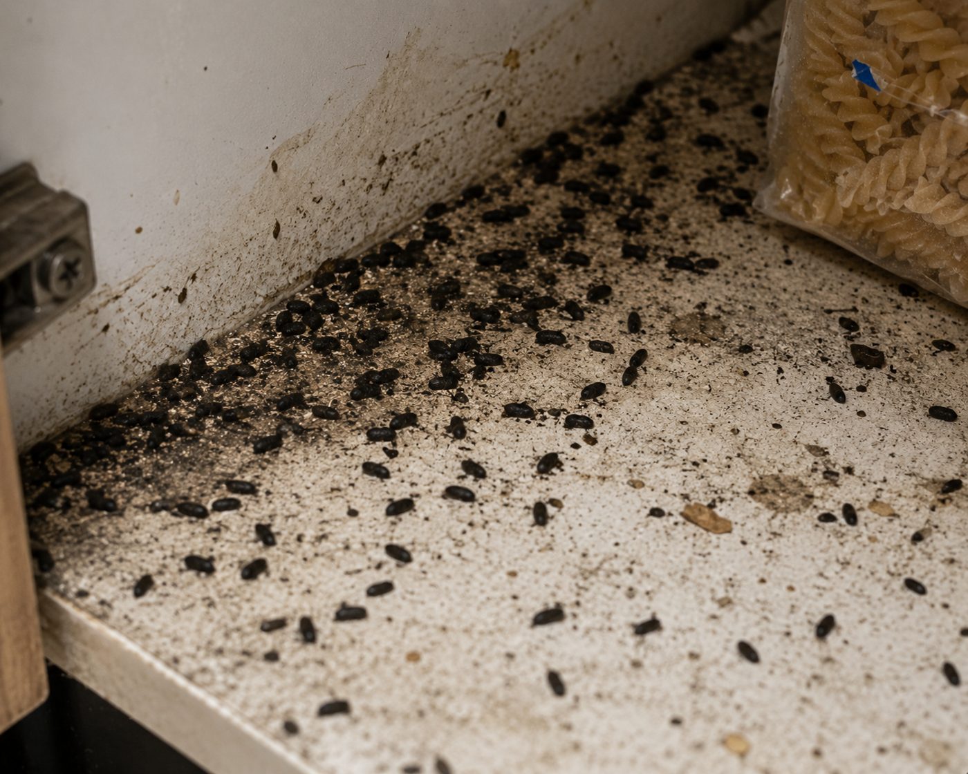 Inspection of a residential roof cavity showing evidence of rodent activity